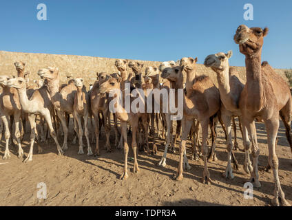 Close-up de chameaux au marché du bétail lundi ; Keren, région d'Anseba, Erythrée Banque D'Images