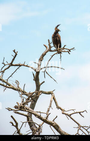 Long-crested Eagle (Lophaetus occipital) perché sur dead publier dans la zone de Ndutu Ngorongoro Crater de la conservation sur les plaines du Serengeti Banque D'Images