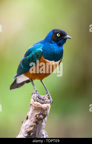 Superbe Starling (Lamprotornis superbus) perchés sur des chicots morts dans le cratère du Ngorongoro, Ngorongoro Conservation Area, Tanzania Banque D'Images