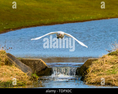 Oiseau blanc se diriger vers l'appareil photo avec la bouche ouverte ; Penshaw, Tyne et Wear, Angleterre Banque D'Images