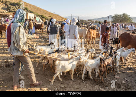 Les éleveurs de chèvres avec leurs chèvres au marché de bétail lundi ; Keren, région d'Anseba, Erythrée Banque D'Images