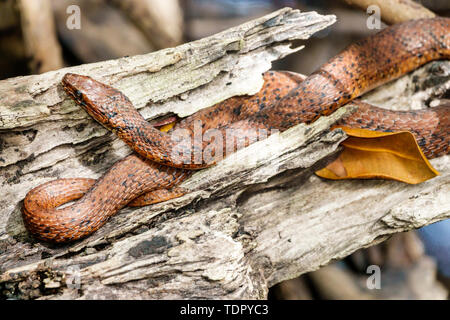 Sanibel Island Florida, J.N. Réserve naturelle nationale Ding Darling, éducation à la conservation, sentier Wildlife Drive, mangrove Salt Marsh Snake Nerodia cla Banque D'Images