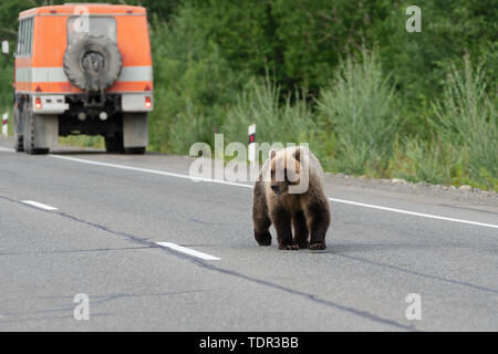 Jeune sauvage et terrible de la faim extrême est du Kamchatka (ours brun ours brun) marche sur route et implore pour l'alimentation humaine de personnes dans les voitures sur la route. Banque D'Images