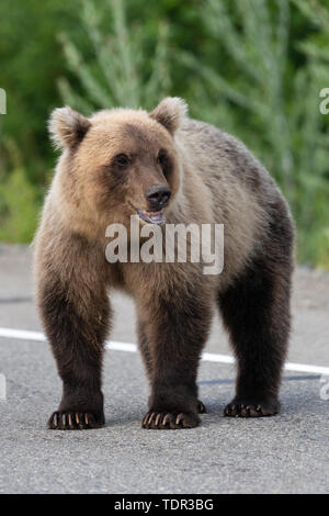 Les jeunes sauvages affamés et terrible de l'ours brun du Kamtchatka (Est de l'ours brun) debout sur la route d'asphalte, fortement la respiration, reniflant et regardant autour de lui. Eur Banque D'Images