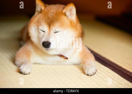 Japanese Shiba Inu chien Banque D'Images