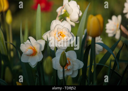 Photo de jonquilles blanche dans la journée en été Banque D'Images