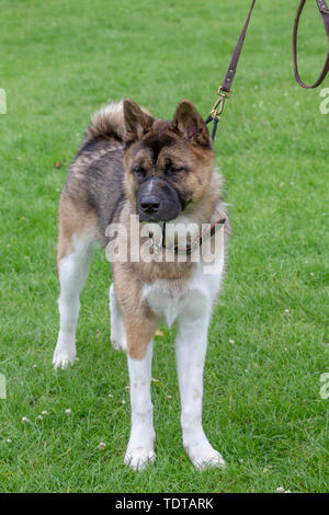 Northampton. 1e juin 2019. Météo britannique. Abington Park. Un début de journée gris pour une dame promener son chien Akita américain dans le parc ce matin avec pluie prévue pour le début de l'après-midi. Credit : Keith J Smith./Alamy Live News Banque D'Images