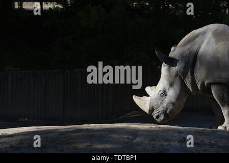 Madrid, Espagne. 18 Juin, 2019. Un spécimen de rhinocéros blancs du Sud est vu au zoo de Madrid.rhinocéros blanc est l'un des plus grands mammifères terrestres dans le monde. Il existe deux sous-espèces, le sud avec une estimation de 19 682''"21 077 animaux sauvages vivant dans l'année 2015 et dans le nord, qui est pratiquement disparu en raison de l'extension .le braconnage à la circulation avec ses cornes. Crédit : John Milner SOPA/Images/ZUMA/Alamy Fil Live News Banque D'Images