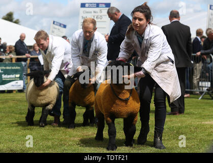 Suffolk sheep Laisser le stylo après jugement à l'the Royal Highland Show, qui aura lieu à Ingliston à Édimbourg. Banque D'Images