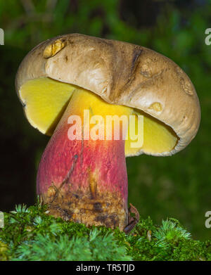 Hêtre amer Bolet (Boletus calopus, Boletus pachypus), organe de fructification, Allemagne, Bavière, Oberbayern, Haute-Bavière Banque D'Images