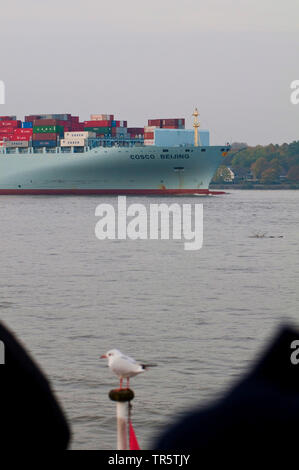 Conteneurs Cosco Pékin dans le port de Hambourg, Allemagne, Hambourg Banque D'Images