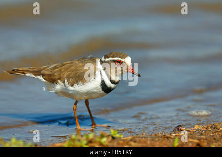 Trois-banded Plover (Charadrius tricollaris), debout au bord de l'eau d'un étang, side view, Afrique du Sud, Mpumalanga, Kruger National Park Banque D'Images