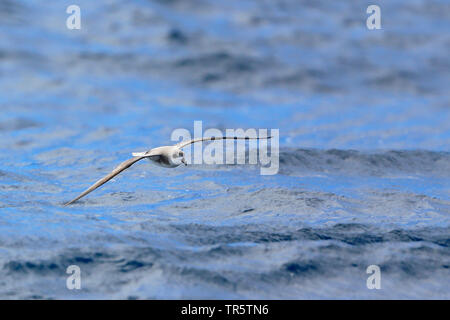 Cap-vert (petrel Pterodroma feae), volant au-dessus de l'océan Atlantique, le Portugal, Madère Banque D'Images