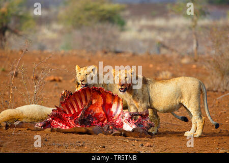 Lion (Panthera leo), groupe à un cadavre, l'Afrique du Sud, Mpumalanga, Kruger National Park Banque D'Images