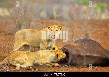 Lion (Panthera leo), les jeunes animaux s'alimentant à tué buffalo, Afrique du Sud, Mpumalanga, Kruger National Park Banque D'Images