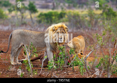 Lion (Panthera leo), homme à un cadavre, l'Afrique du Sud, Mpumalanga, Kruger National Park Banque D'Images