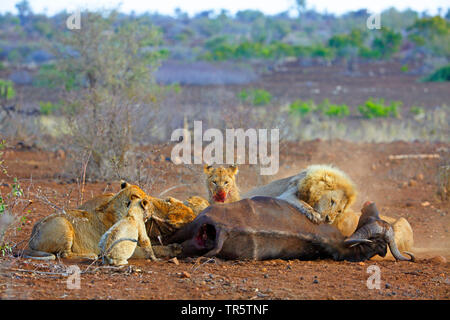 Lion (Panthera leo), la fierté des lions s'alimentant à tué buffalo, Afrique du Sud, Mpumalanga, Kruger National Park Banque D'Images