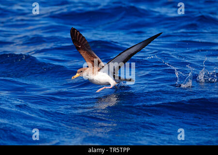 Puffin cendré (Calonectris diomedea), à partir de l'eau, vue de côté, à Madère Banque D'Images