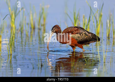 L'ibis falcinelle (Plegadis falcinellus), marcher dans l'eau peu profonde et d'alimentation, vue de côté, la Grèce, Lesbos Banque D'Images