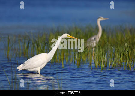 Grande Aigrette Grande Aigrette (Egretta alba, Casmerodius albus, Ardea alba), l'alimentation en eau peu profonde, vue de côté, la Grèce, Lesbos Banque D'Images