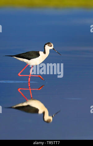 Black-winged Stilt (Himantopus himantopus), marcher dans l'eau peu profonde, la Grèce, Lesbos Banque D'Images