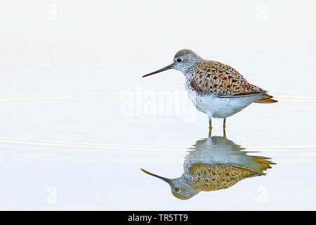 Marsh sandpiper Tringa stagnatilis (), debout dans l'eau, de la Grèce, Lesbos Banque D'Images