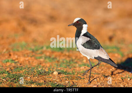Blacksmith plover, forgeron sociable (Vanellus armatus, Anitibyx armatus), marcher au bord de l'eau, vue de côté, l'Afrique du Sud, Mpumalanga, Kruger National Park Banque D'Images
