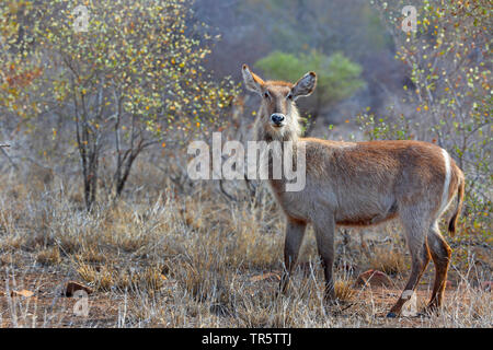 (Kobus ellipsiprymnus Common waterbuck ellipsiprymnus), femme debout dans la zone arbustive, Afrique du Sud, Mpumalanga, Kruger National Park Banque D'Images