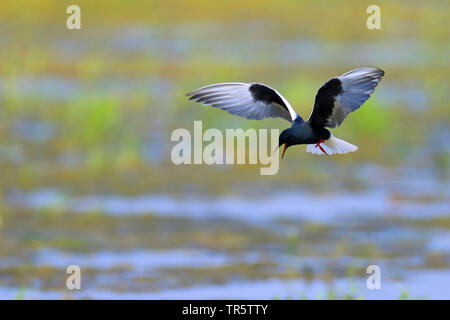 La guifette noire (Chlidonias leucopterus), voler, side view, Pays-Bas, Groningen Banque D'Images