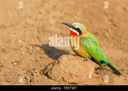 Mangeur d'abeilles rieuses (Merops bullockoides), assis sur le sol, vue latérale, Afrique du Sud, Mpumalanga, Kruger National Park Banque D'Images