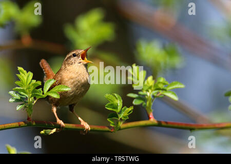 Troglodyte mignon (Troglodytes troglodytes), homme assis sur une branche en chantant, en Allemagne, en Rhénanie du Nord-Westphalie Banque D'Images