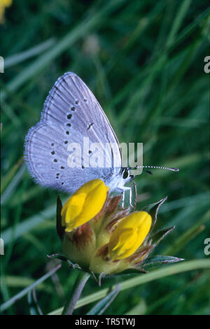 Petit bleu (Cupido minimus), assis à côté du rein, vesce vue, l'Allemagne, en Rhénanie du Nord-Westphalie, Eifel Banque D'Images