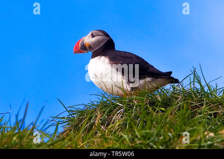 Macareux moine, Fratercula arctica Macareux moine (commune), Sitting on grass, vue de côté, l'Islande, l'Hafnarholmi Banque D'Images