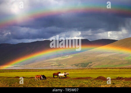 Islandic Horse, cheval islandais, Islande pony (Equus przewalskii f. caballus), double arc-en-ciel au-dessus des chevaux dans un pâturage, l'Islande, l'Bloendudalur Banque D'Images