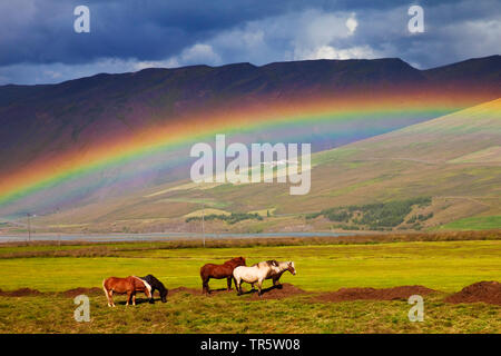 Islandic Horse, cheval islandais, Islande pony (Equus przewalskii f. caballus), arc-en-ciel au-dessus des chevaux dans un pâturage, l'Islande, l'Bloendudalur Banque D'Images