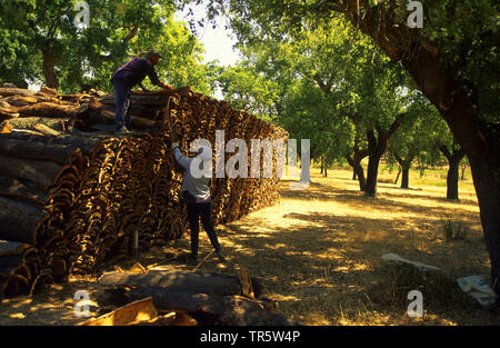 Chêne-liège (Quercus suber), la récolte du liège, le Portugal, l'Alentejo Banque D'Images