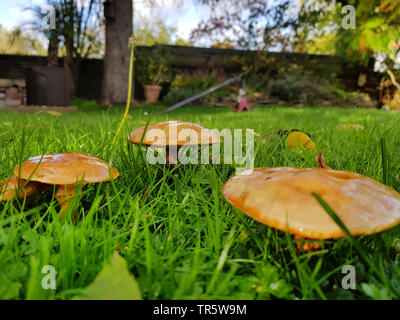 Mélèze bolet (Suillus grevillei), des organes de fructification dans un pré sous un mélèze, Allemagne, Rhénanie du Nord-Westphalie Banque D'Images