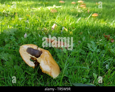 Mélèze bolet (Suillus grevillei), organe de fructification dans un pré sous un chêne avec escargot, Allemagne, Rhénanie du Nord-Westphalie Banque D'Images