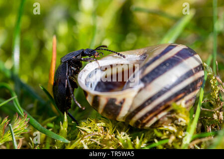 Carrion beetle (Phosphuga atrata, Silpha atrata), l'inspection de la coquille d'escargot du jardin escargot bagués, en Allemagne, en Bavière, Niederbayern, Basse-Bavière Banque D'Images