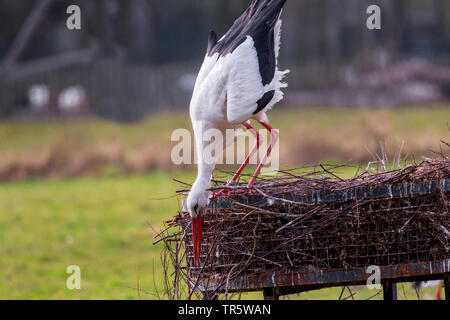 Cigogne Blanche (Ciconia ciconia), la réparation de son ancien nid, qui s'étend sur le bord, en Allemagne, en Bavière, Niederbayern, Basse-Bavière Banque D'Images