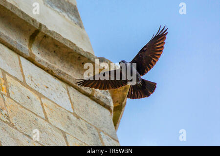 Choucas (Corvus monedula), volant autour d'un clocher, Allemagne, Bavière, Niederbayern, Basse-Bavière Banque D'Images