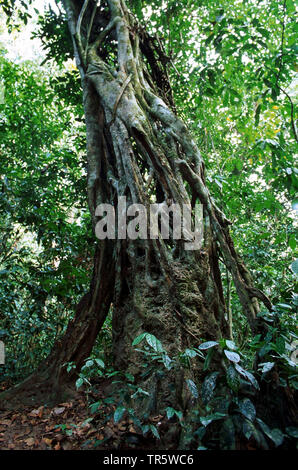 Strangler fig Ficus (spec.), strangler fig dans la forêt équatoriale, République du Congo, l'Ituri Banque D'Images