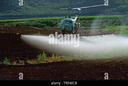 La canne à sucre (Saccharum officinarum), pulvérisation oesticides hélicoptère sur un champ de canne à sucre sur Kaua'i, USA, Hawaii, Kauai Banque D'Images