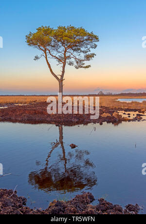 Pin sylvestre, le pin sylvestre (Pinus sylvestris), le pin dans le bourbier Teufelsmoor à lumière du soir, l'ALLEMAGNE, Basse-Saxe, Torfkanal Randmoore Naturschutzgebiet und Banque D'Images