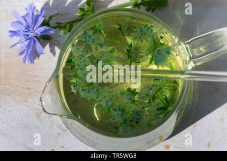 Les marins bleu commun, chicorée, wild succory (Cichorium intybus), selfmade plateau du bleu marins, Allemagne Banque D'Images