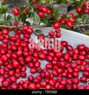 Aubépine, épine blanche, aubépines (Crataegus spec.), recueilli l'aubépine baies, Allemagne Banque D'Images