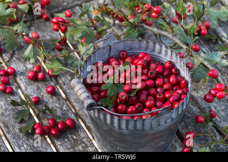 Aubépine, épine blanche, aubépines (Crataegus spec.), recueilli l'aubépine baies dans un seau, Allemagne Banque D'Images