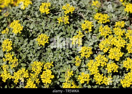 Alison, Alpine Alpine (alyssum Alyssum alpestre), blooming, Suisse Banque D'Images