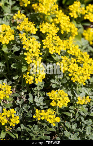 Alison, Alpine Alpine (alyssum Alyssum alpestre), blooming, Suisse Banque D'Images