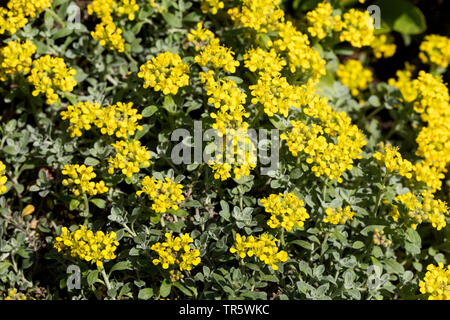 Alison, Alpine Alpine (alyssum Alyssum alpestre), blooming, Suisse Banque D'Images